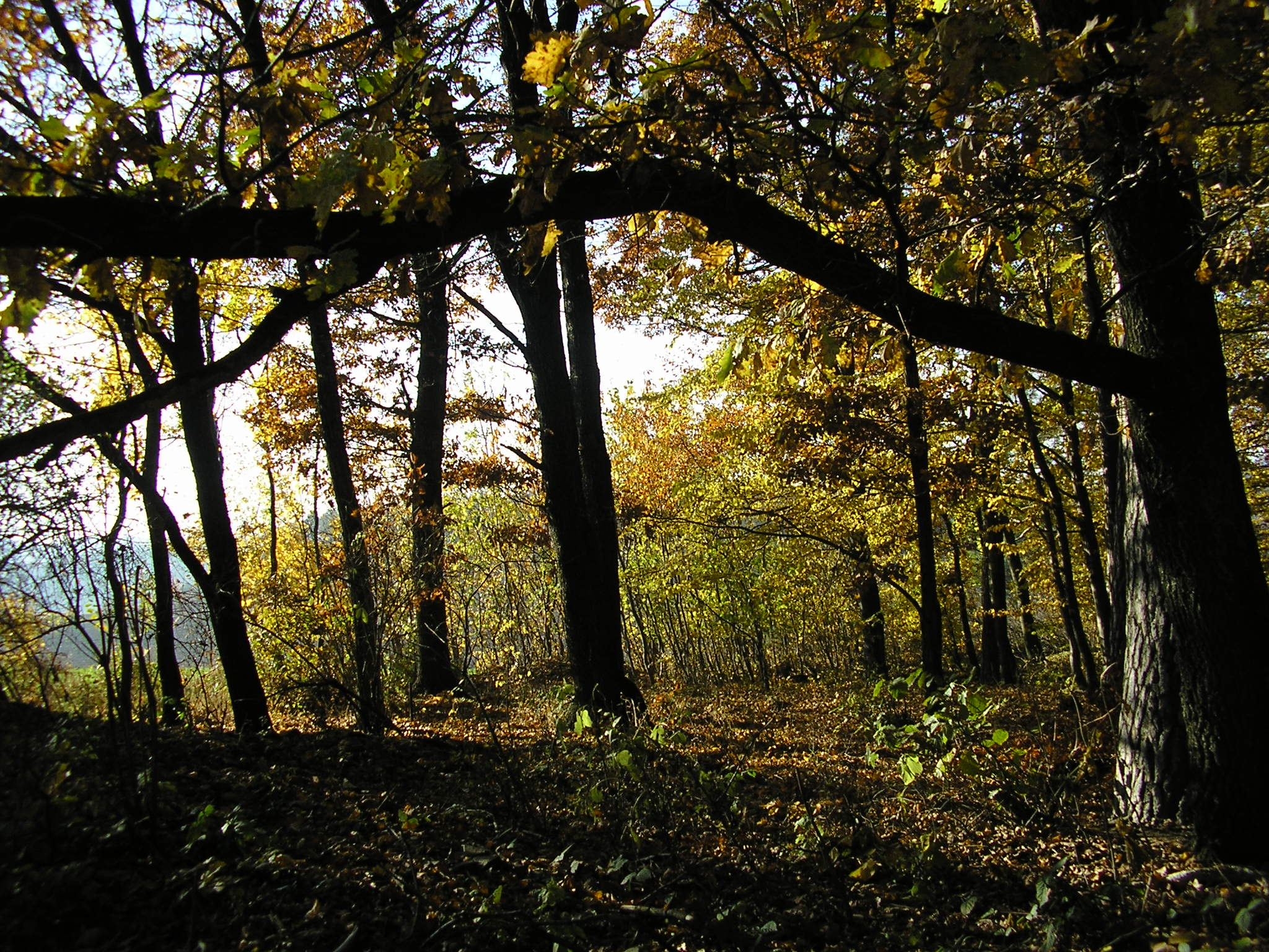 PA280303.JPG